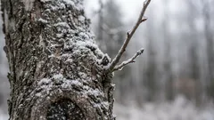 Wurzelschutz im Winter: Warum manche Bäume die kalte Jahreszeit besser verkraften als andere