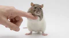 Bevor du eine Hausratte kaufst: Das unterschätzen die meisten bei der Rattenhaltung