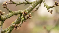 Obstbaumschnitt in Deutschland: warum der Fruehling nicht immer der beste Zeitpunkt ist